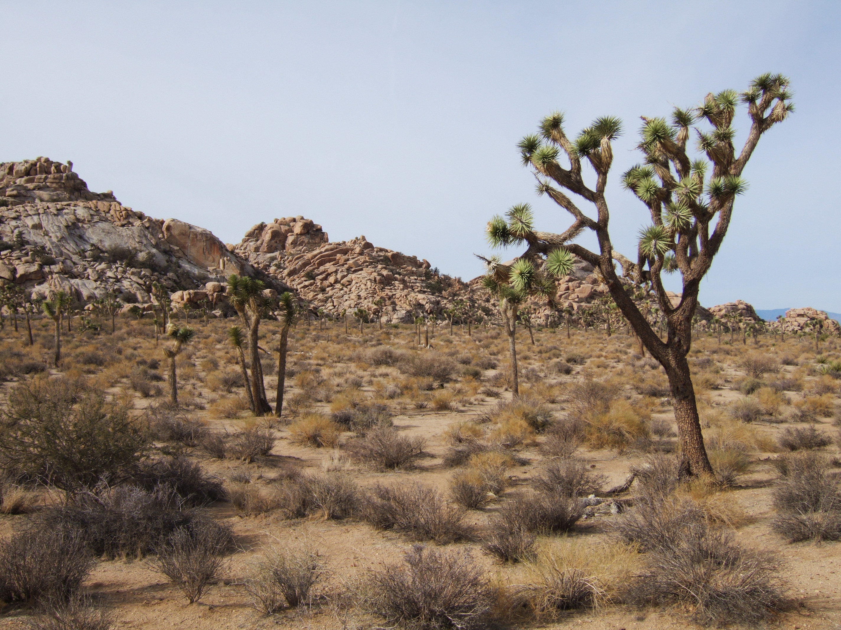 Joshua Tree NP